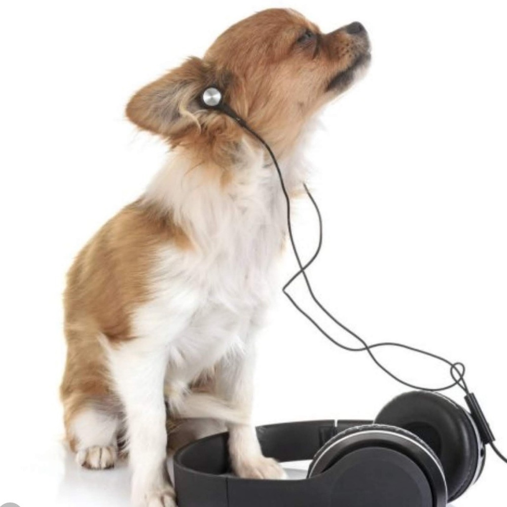 Meet your Posher, Ann